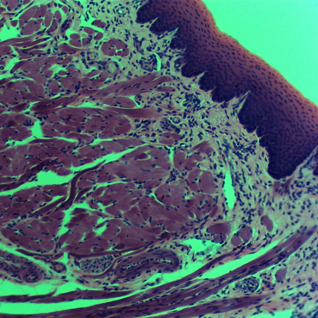 Preparación microscópica de tejido de lengua perro