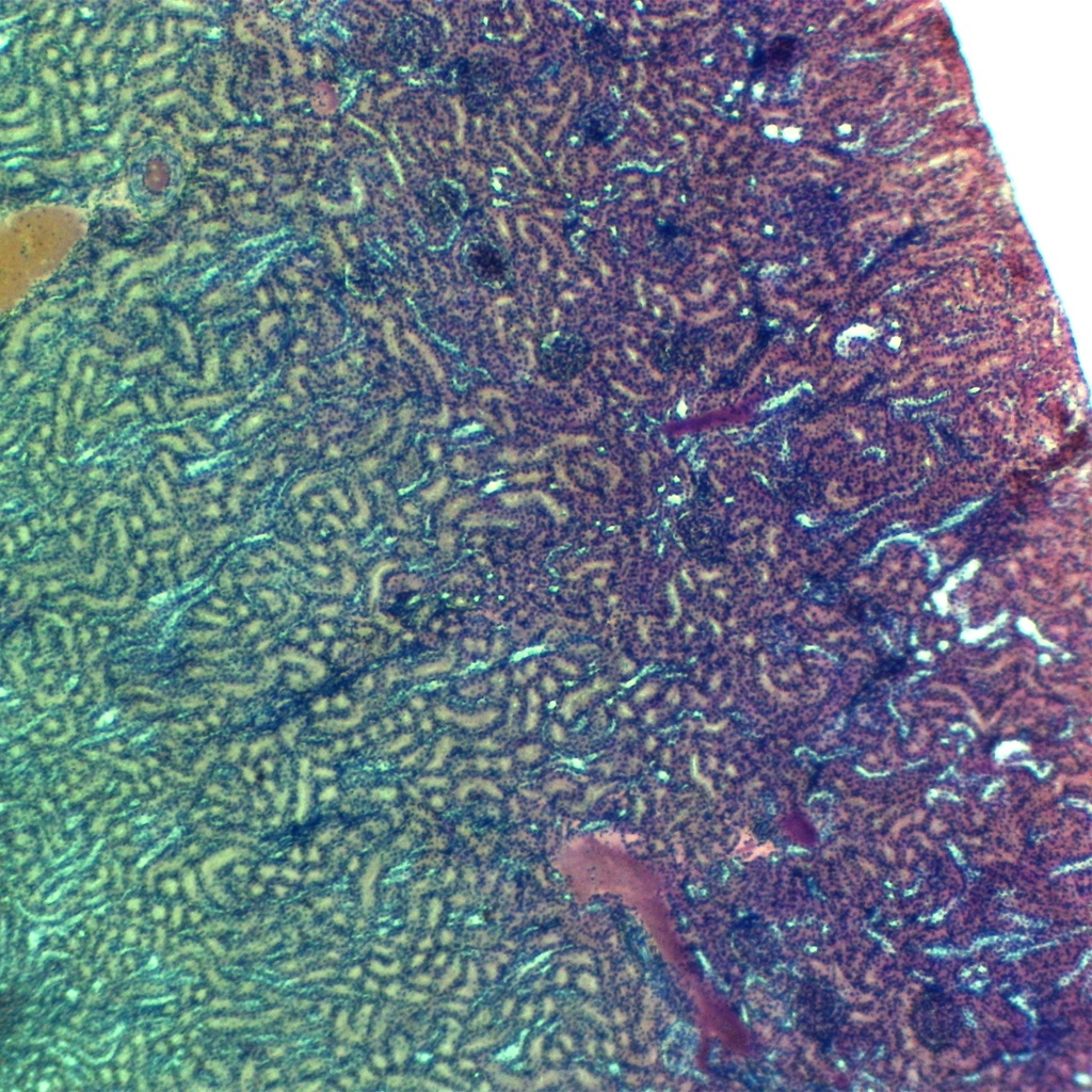 Preparación microscópica de tejido de riñón de ratón
