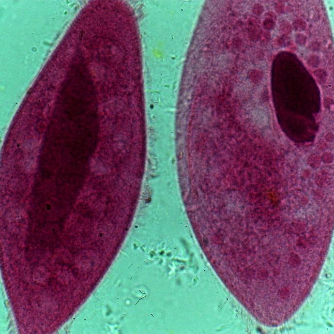 Preparación microscópica de mitosis de paramecio