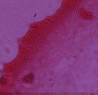 Estructura de bacteria