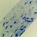 Preparación microscópica de motoneurona o neurona motora de puerco