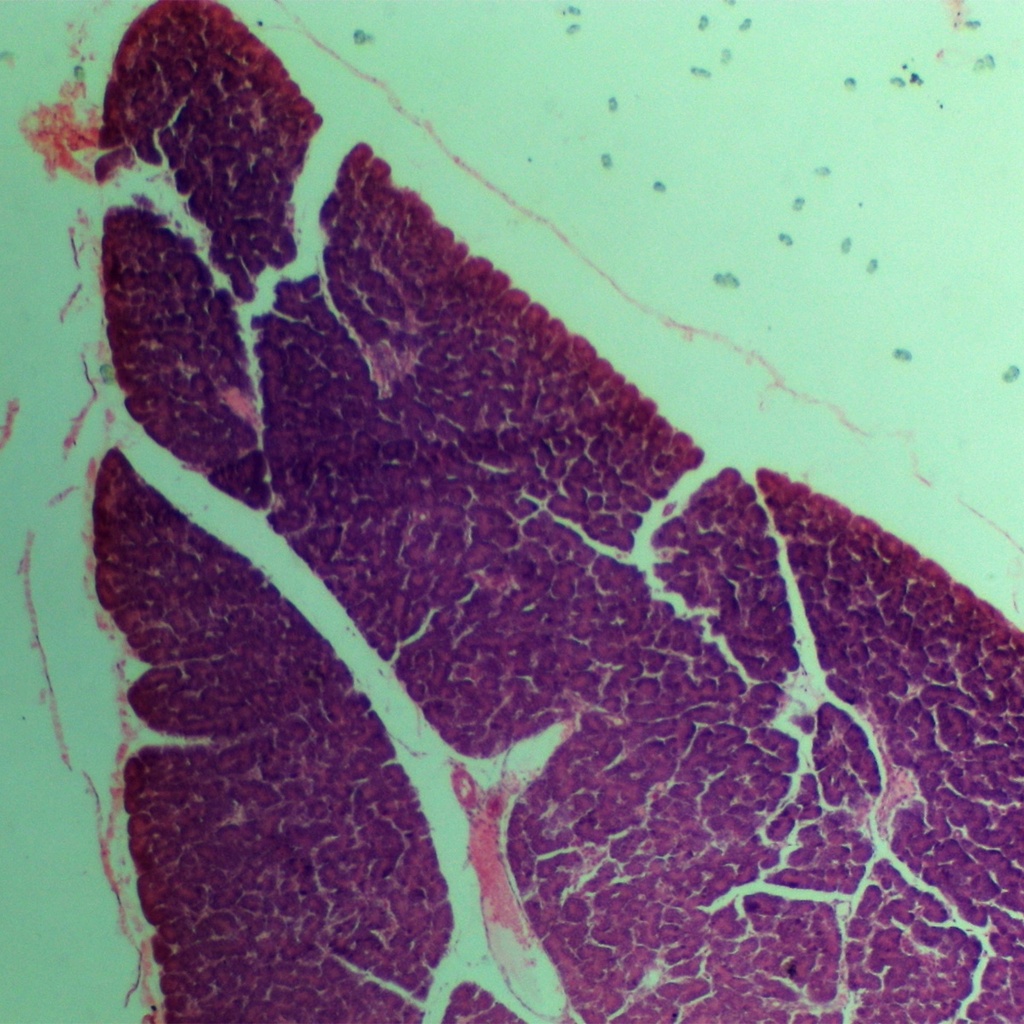 Preparación microscópica de tejido de páncreas