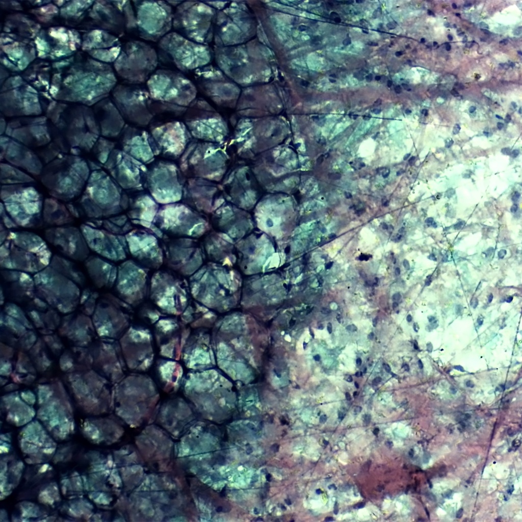 Preparación microscópica de tejido conectivo