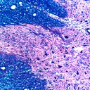 Preparación microscópica de neuronas de médula ósea