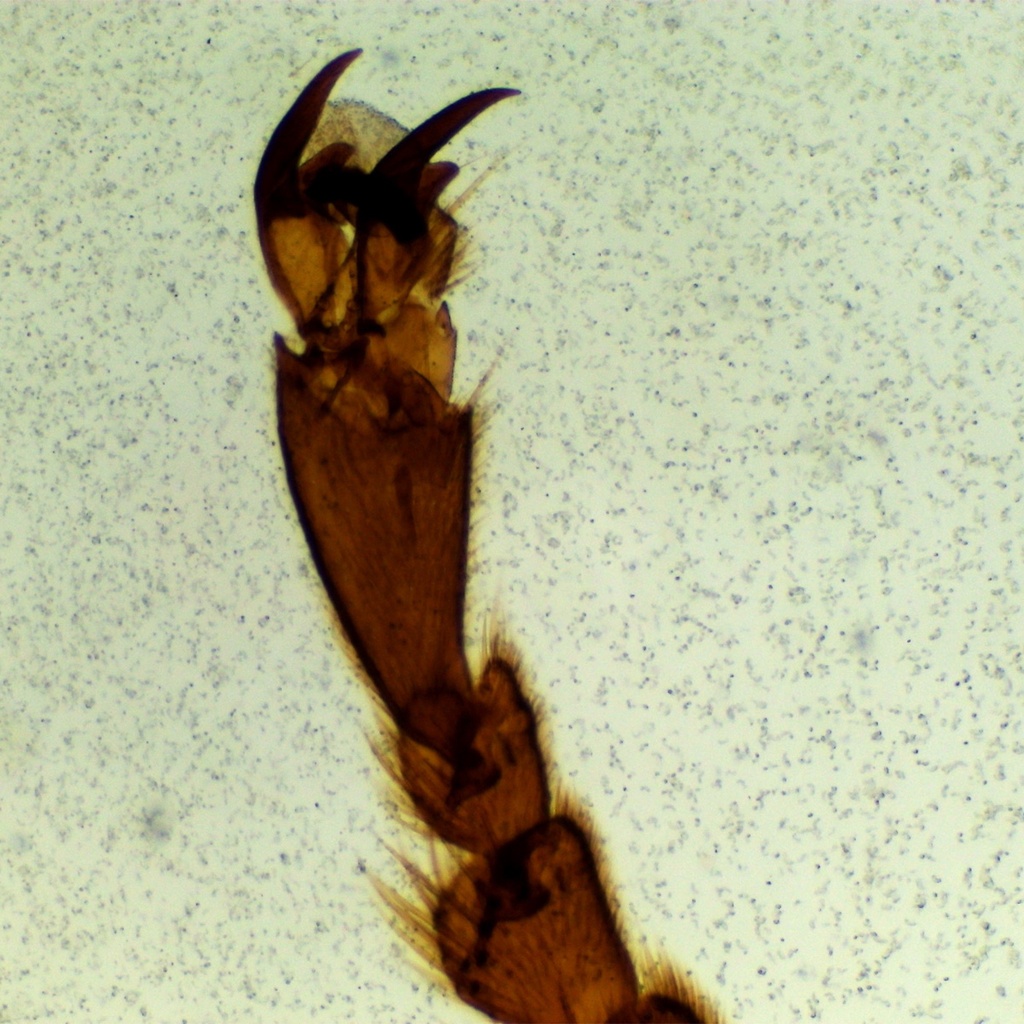 Preparación microscópica de tercer par de patas abeja