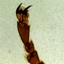 Preparación microscópica de tercer par de patas abeja