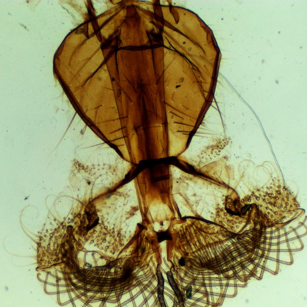 Preparación microscópica de partes de la boca de mosca