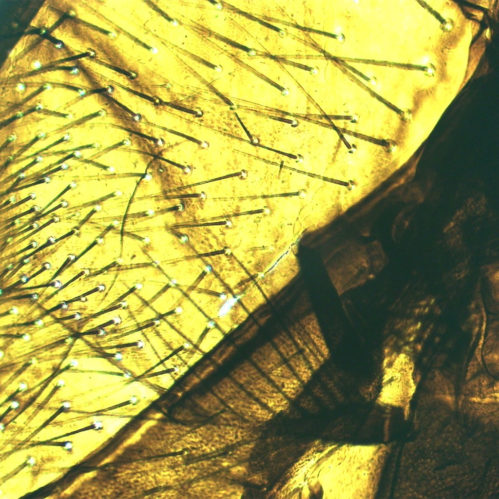 Proboscide (tubo de succión) de mosca