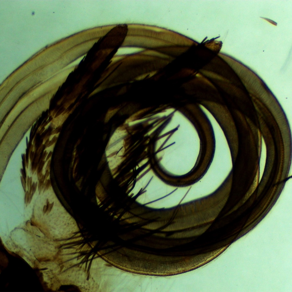 Preparación microscópica de proboscide (tubo de succion) de mariposa