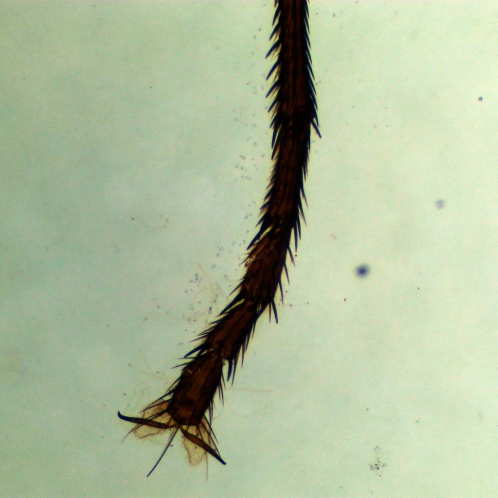 Preparación microscópica de pata de mosca