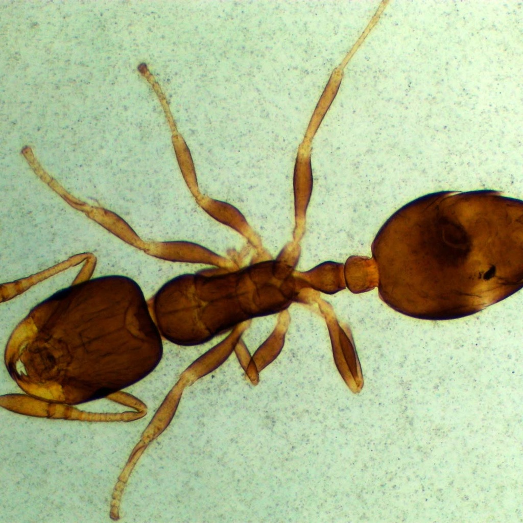 Preparación microscópica de hormiga