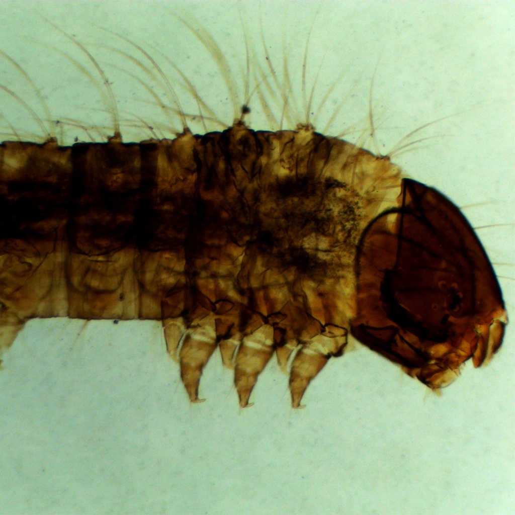 Preparación microscópica de boca de gusano de seda
