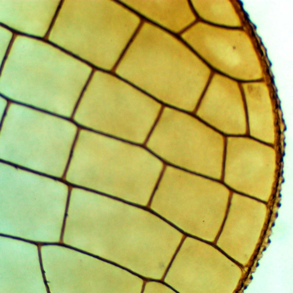 Preparación microscópica de ala de libélula