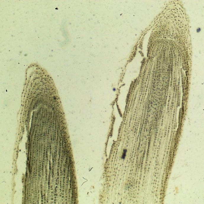 Mitosis de células de planta