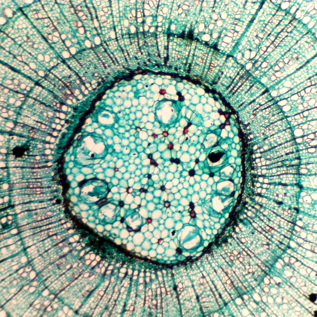Preparación microscópica de tallo maduro de tilio (tipo de árbol)