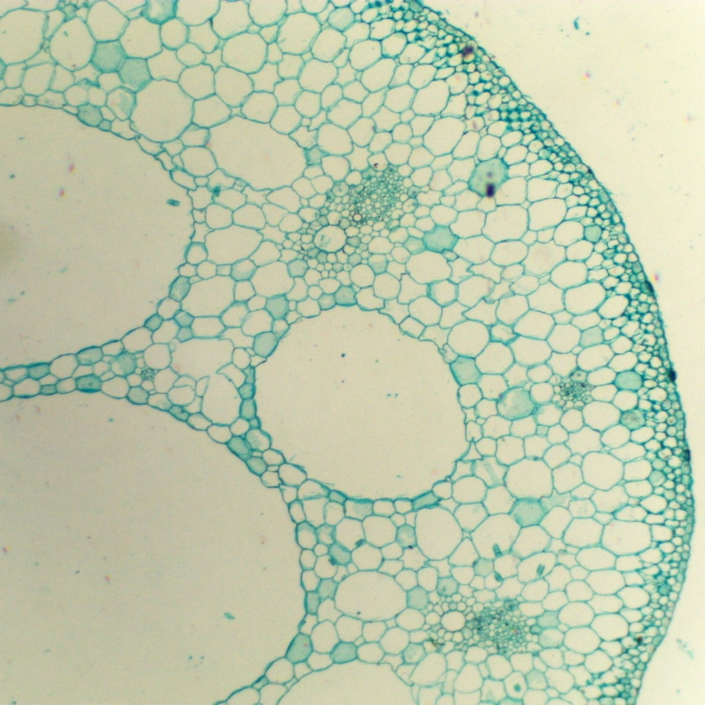 Preparación microscópica de tallo sumergido de flor acuática (nymphaea)