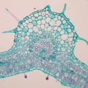 Preparación microscópica de hoja de geranio (Pelargonium)