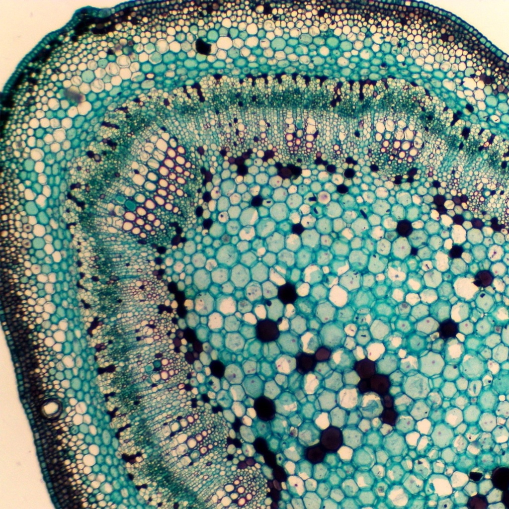 Preparación microscópica de tallo de saúco (sambucus)