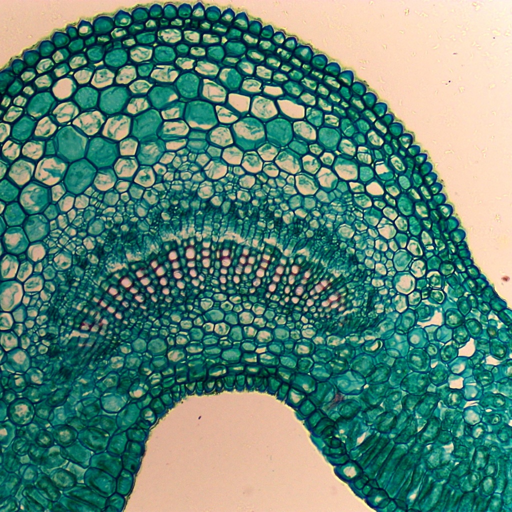 Preparación microscópica de hoja de jazmin