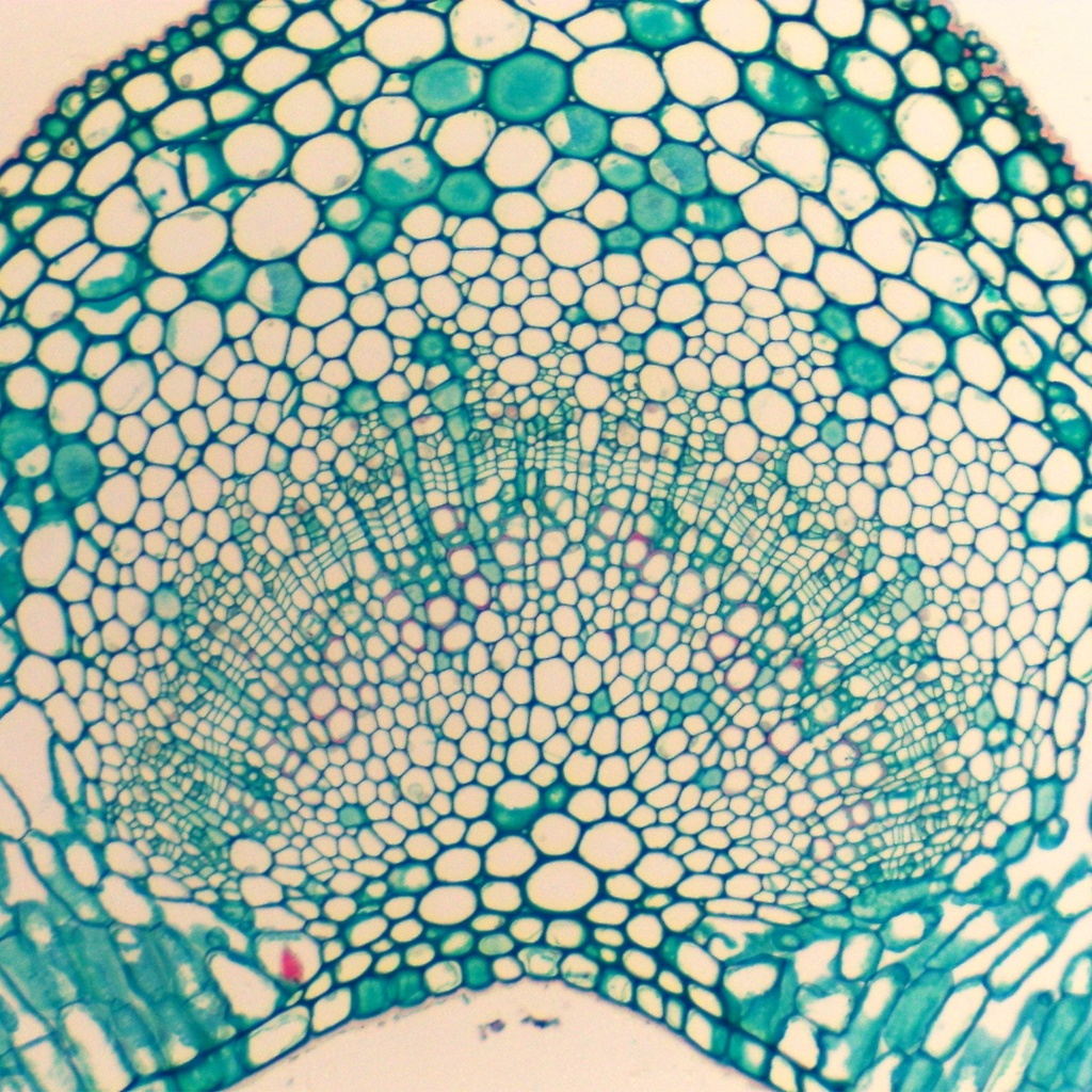 Preparación microscópica de hoja de alheña