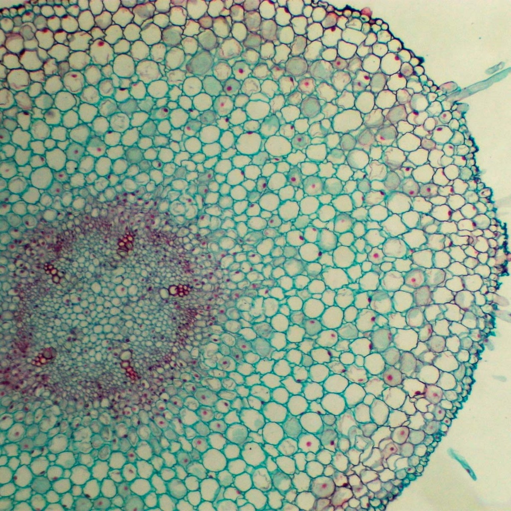 Preparación microscópica de raíz joven de frijol