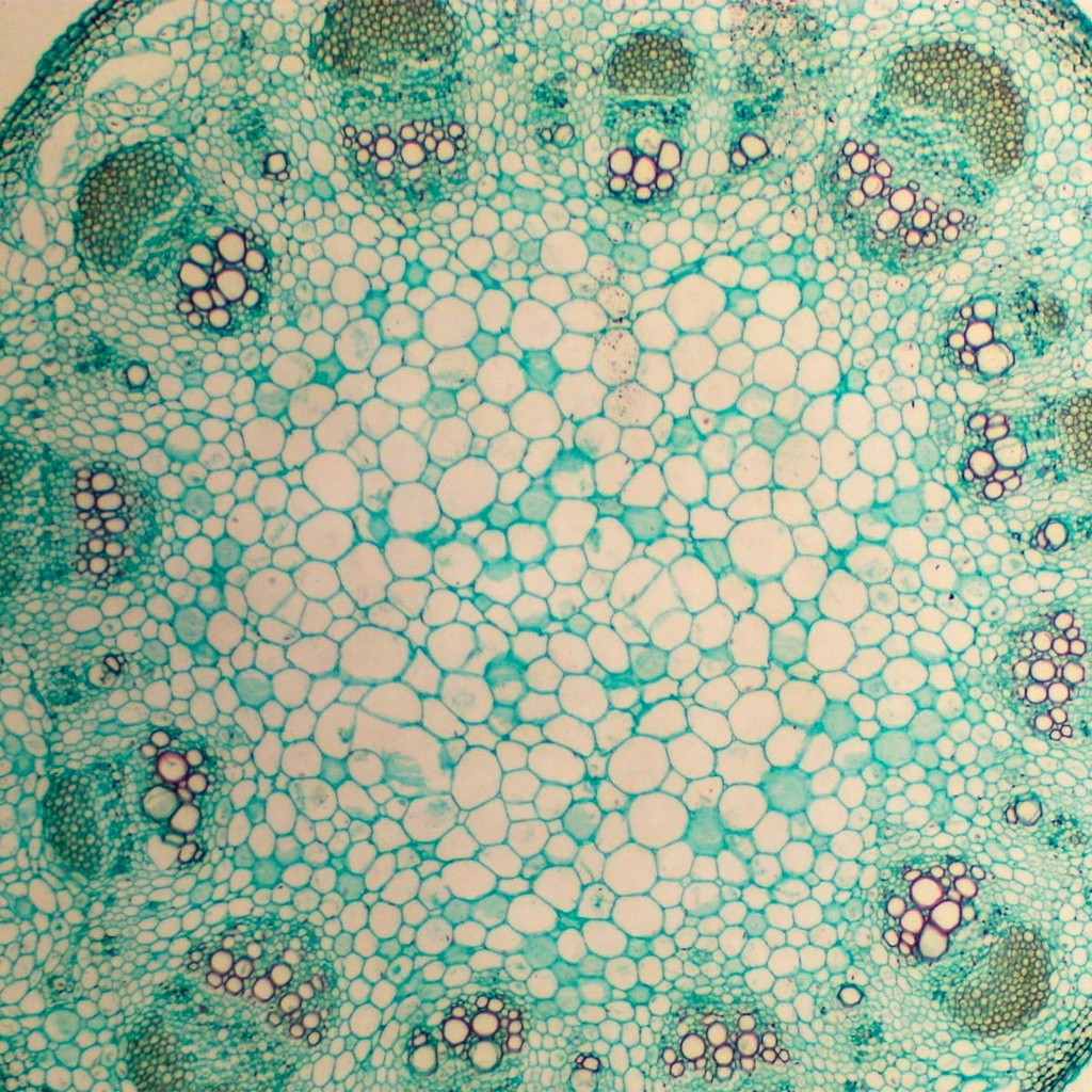 Tallo de dicotiledónea