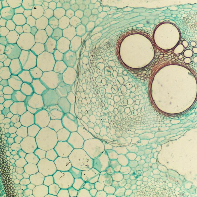 Preparación microscópica de cucubrita (tallo)