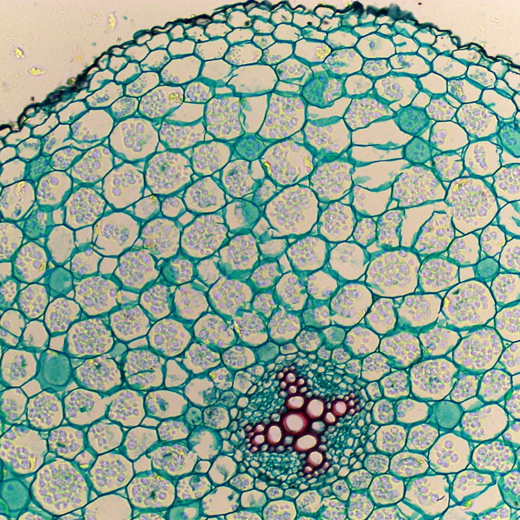 Preparación microscópica de raíz jóven de ranunculus (tipo de flor)
