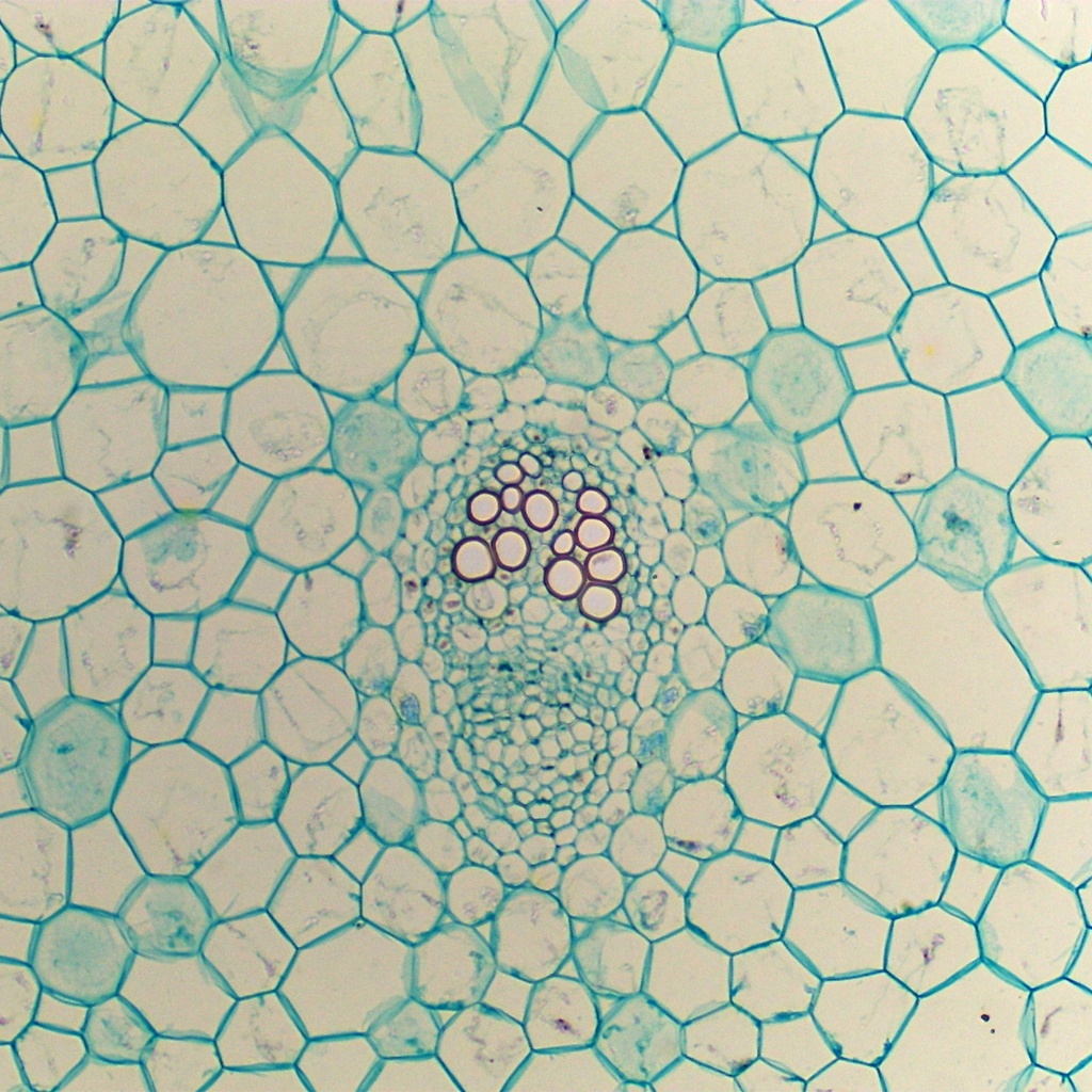 Preparación microscópica de tallo joven de ranunculus (tipo de flor)