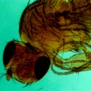 Preparación microscópica de mosca de fruta macho (drosophila)