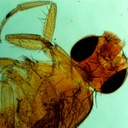 Preparación microscópica de mosca de fruta hembra (drosophila)