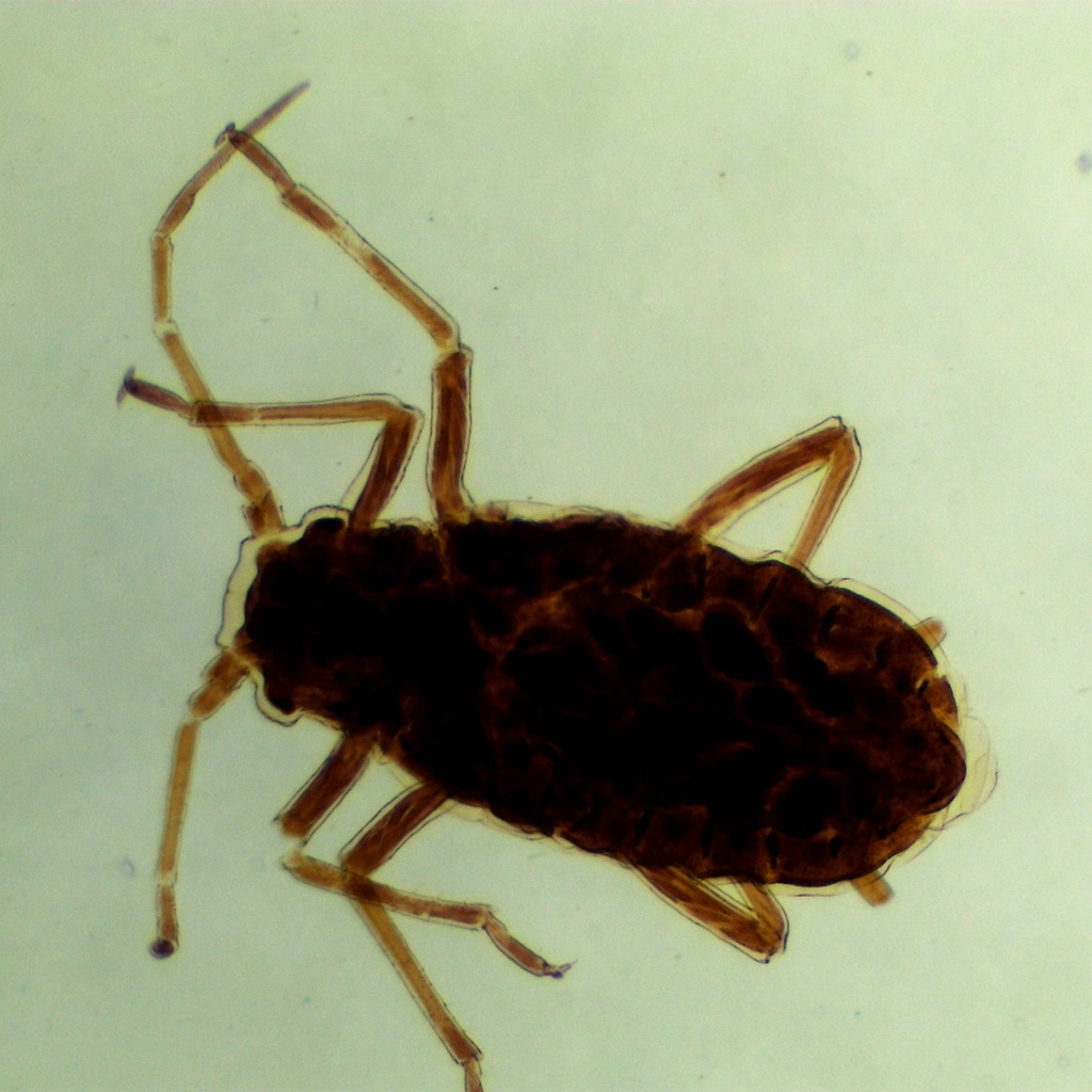 Preparación microscópica de gusano de durazno