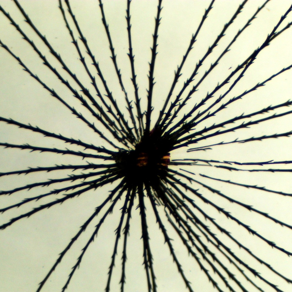 Preparación microscópica de pelusa de diente de león