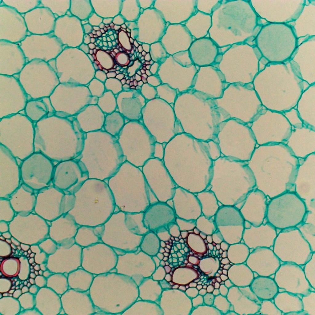 Preparación microscópica de tallo de maiz (monocotiledonia típica)