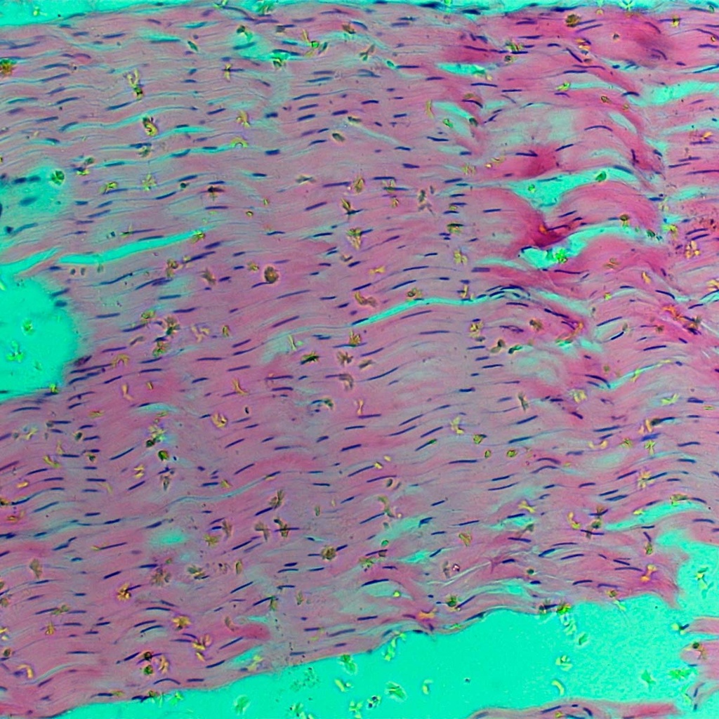 Preparación microscópica de tendón con fibras y células coloreadas vaca