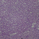 Preparación microscópica de glándula suprarenal de mamífero