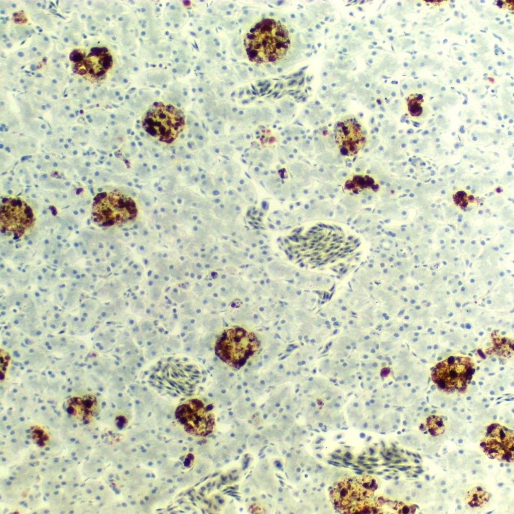 Preparación microscópica de mitocondria