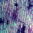 Preparación microscópica de DNA y RNA pintados de distintos colores