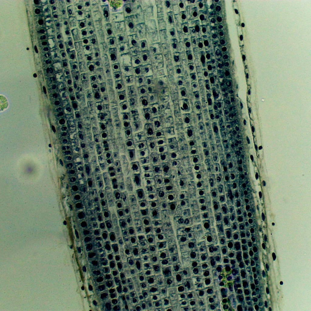 Preparación microscópica de mitosis en raíz de cebolla