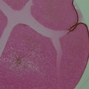 Preparación microscópica de gastrula