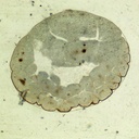 Preparación microscópica de división de huevo de rana