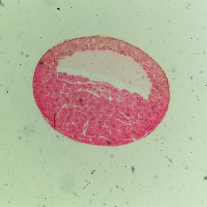 Preparación microscópica de blástula de rana
