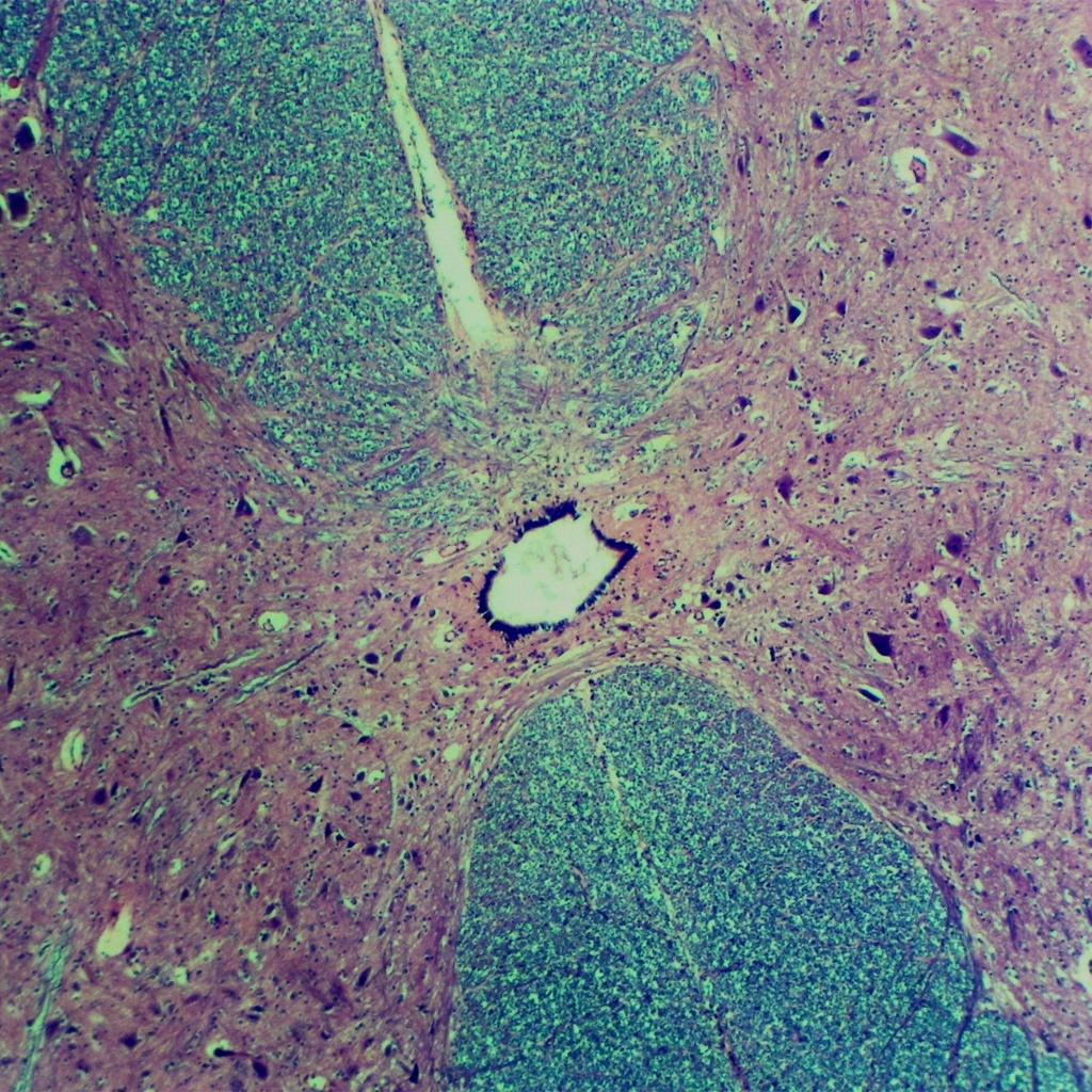 Médula espinal conejo