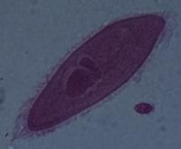 Paramecio