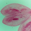 Preparación microscópica de conjugación de paramecios