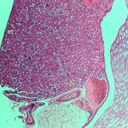 Preparación microscópica de tejido de riñón
