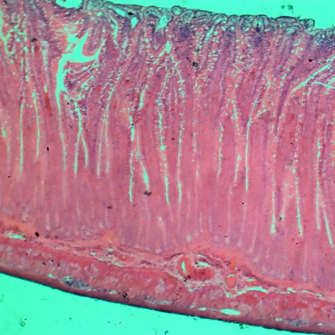 Preparación microscópica de intestino delgado