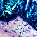 Preparación microscópica de epitelio ciliado
