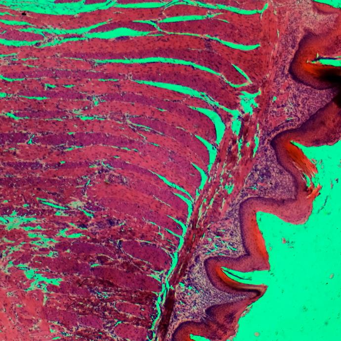 Preparación microscópica de tejido de lengua perro