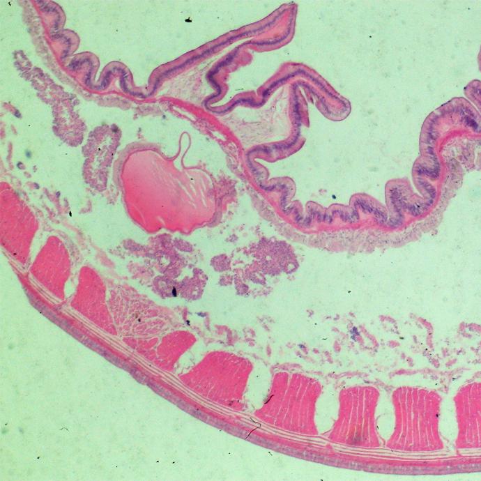 Preparación microscópica de tejido de lombriz de tierra